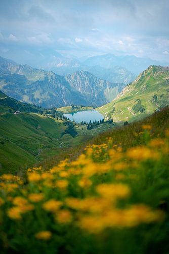 Bloemrijk uitzicht vanaf de Zeigersattel op de Seealpsee in de Allgäu