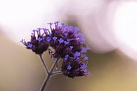 violette Sommerpracht von Tania Perneel Miniaturansicht