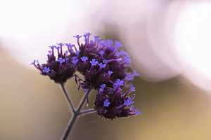 violette Sommerpracht