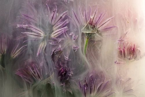 Inkwater Flowers - Bieslookbloesems