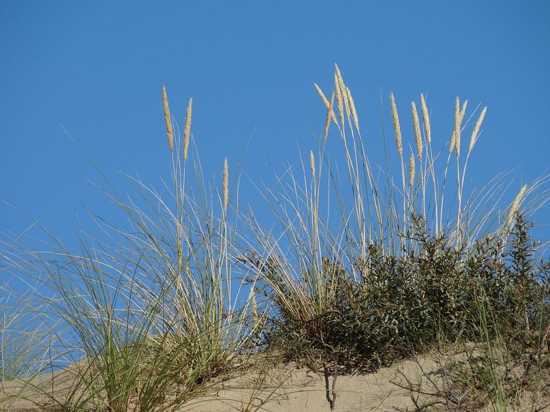 Mooie foto van de duinen. par Brigitte Koster