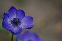 Anemone