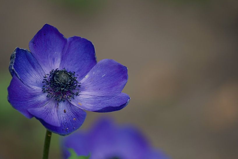 Anemone by Dorris Daggenvoorde