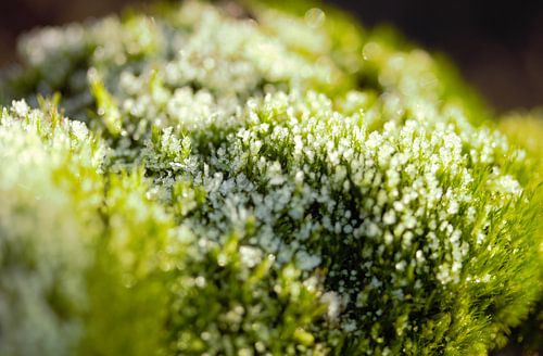 nachtvorst over rendiermos