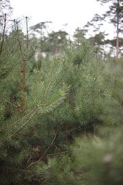 Noise of trees by Uschi Claes