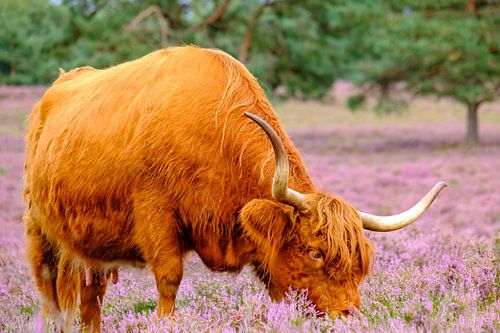 Scottish Highland cattle in a blooming heather field