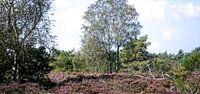De Veluwe met al haar pracht