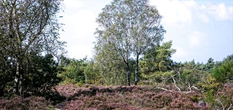 De Veluwe met al haar pracht van Reinder Weidijk