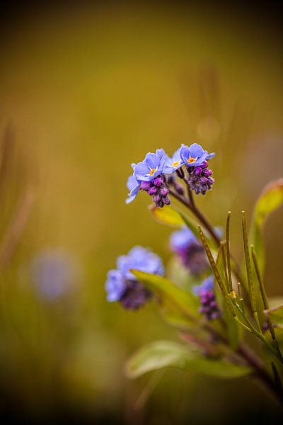 blauwe bloem tegen groene vage achtergrond von Margriet Hulsker