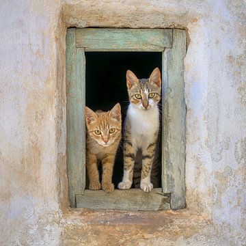 Deux adorables chatons à la fenêtre sur Katho Menden