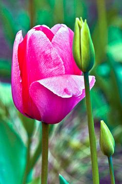 Elegante tulp in lentelicht van Silva Wischeropp