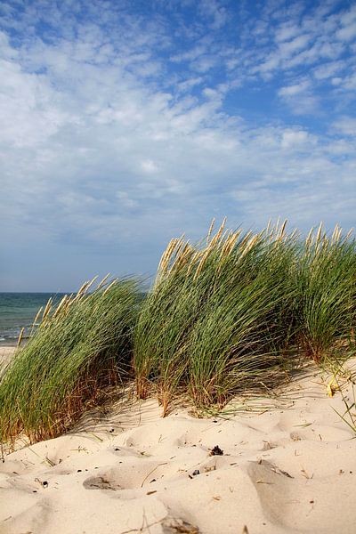 Sommerdünen von Ostsee Bilder