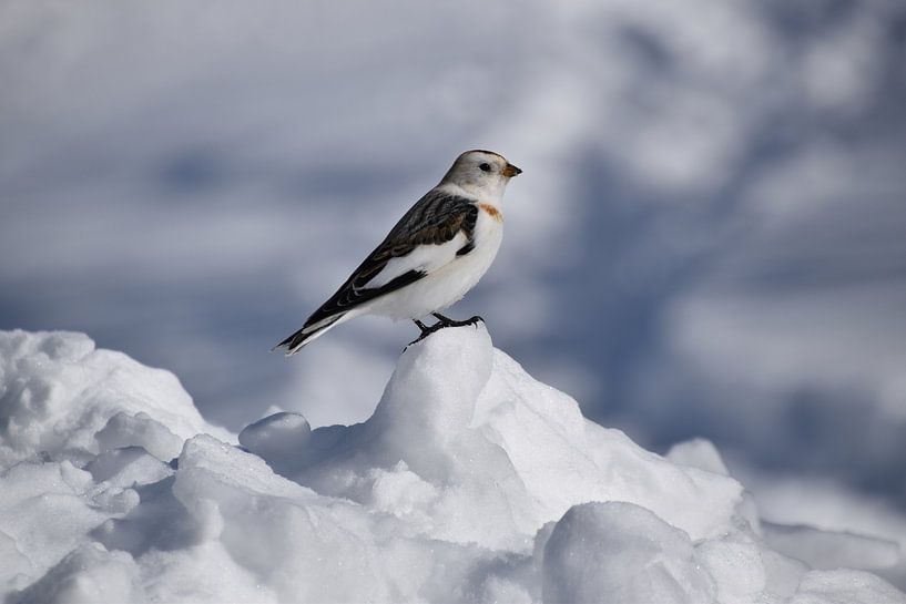 A snow bunting in winter by Claude Laprise