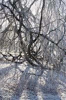 Hangende beuken in de winter in het kuurpark van Bad Neustadt