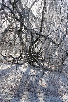 Hangende beuken in de winter in het kuurpark van Bad Neustadt van Martin Flechsig