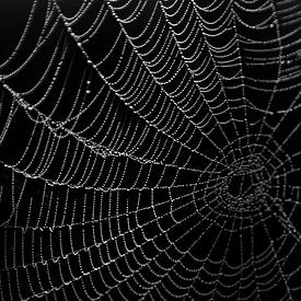 Spinnenweb met dauwdruppels van Marleen Savert