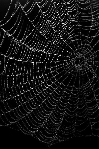 Spider web with dewdrops by Marleen Savert