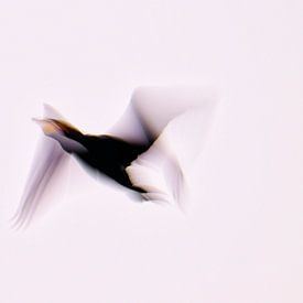 Kormoran auf dem Vormarsch von Ronald Mallant