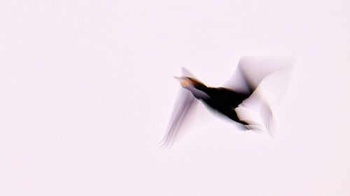 Aalscholver in beweging van Ronald Mallant