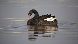 Schwarzer Schwan von Frank Smedts