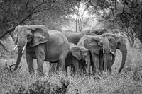 Olifanten familie in Tanzania