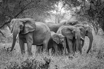 Olifanten familie in Tanzania van Sylvia Photography