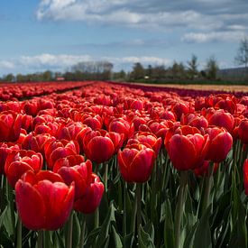 Hollands tulpenveld von Saskia Bon