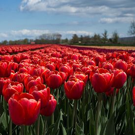 Hollands tulpenveld van Saskia Bon