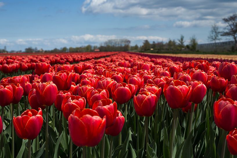 Hollands tulpenveld von Saskia Bon