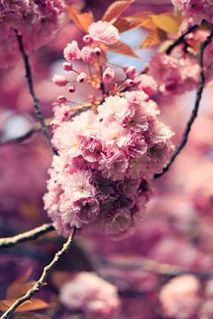 bloeiende prunus in het voorjaar