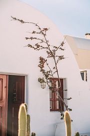 Maison Blanche et Cactus sur Patrycja Polechonska