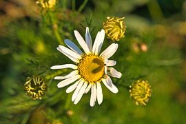 Magaritte met hartschaduw in de bloem van Martin Köbsch