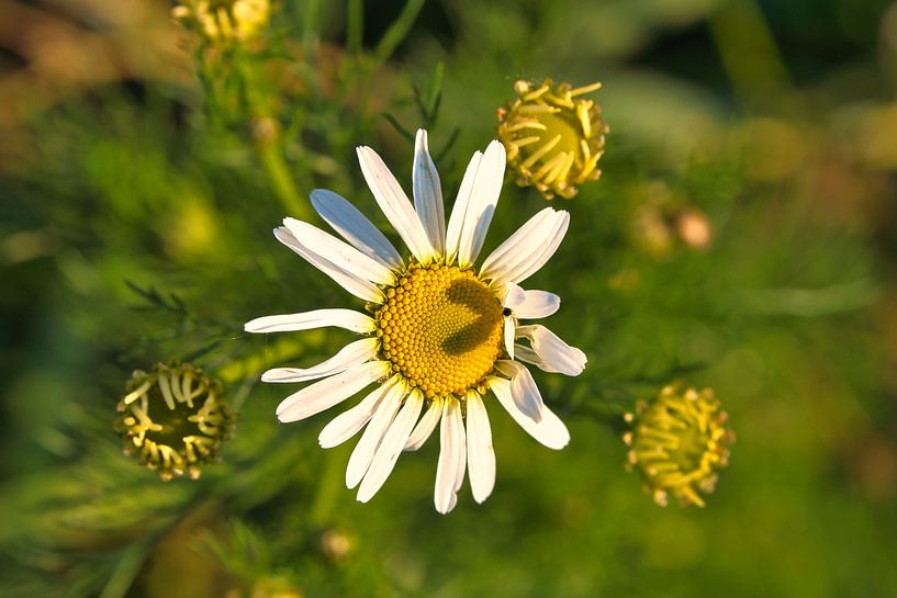 Magaritte met hartschaduw in de bloem van Martin Köbsch