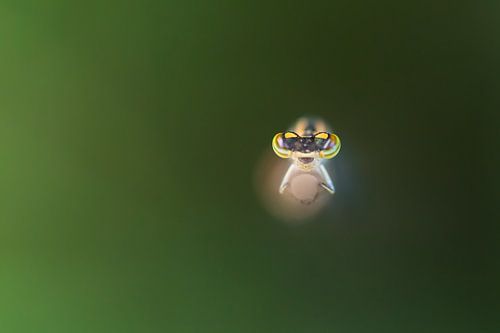 In de ogen kijken van een waterjuffer op een rietstengel