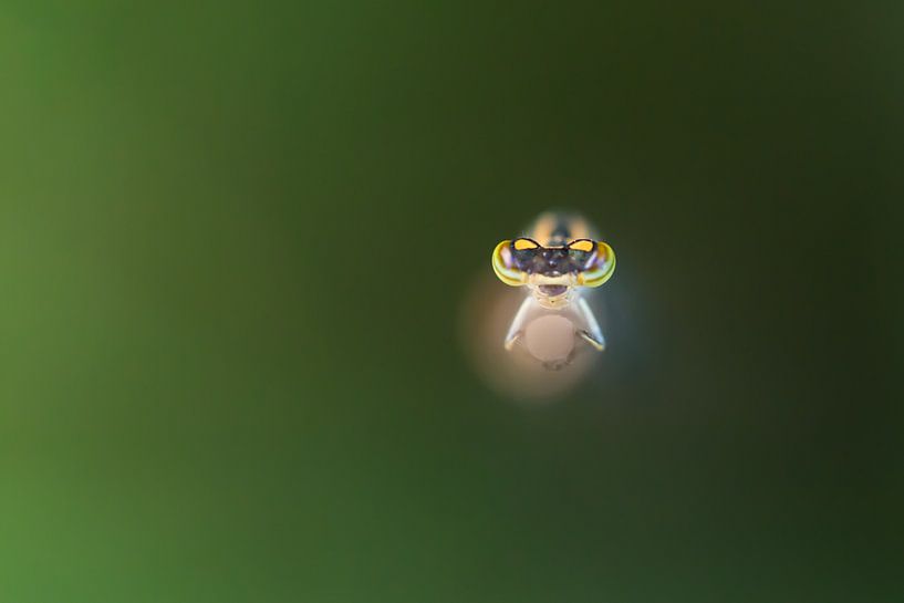 Blick in die Augen einer Kleinlibelle auf einem Schilfrohr von Sjaak den Breeje