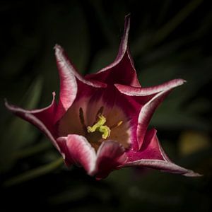 Tulp