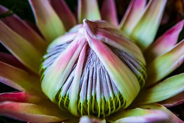 Suikerbos knop (Protea) Close-up van Lieuwe J. Zander
