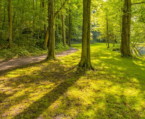 Zonnig parklandschap