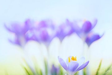 Crocuses announce spring by Francis Dost