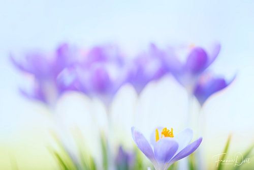 Crocuses announce spring