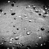 Muscheln am Strand | Niederlande | Naturfotografie von Diana van Neck Photography