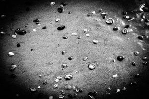 Schelpen op het strand | Nederland | Natuurfotografie