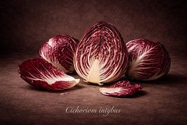 Radicchio  Étude botanique de Cichorium intybus