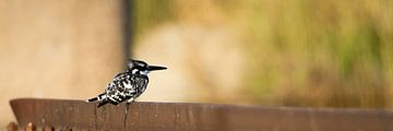 Pied kingfisher by Jan van Kemenade