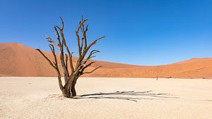 Arbre mort à Deadvlei - Sossusvlei. sur Gunter Nuyts