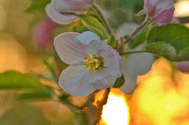 Blossom in the sunset by Kim Hiddink