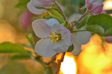 Blossom in the sunset