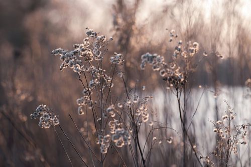 fluff in the golden light