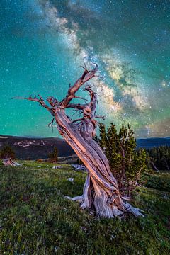 Sterrennacht en oud Bristlecone dennenbos Foto - Colorado Melkweg Nachtlandschap van Daniel Forster
