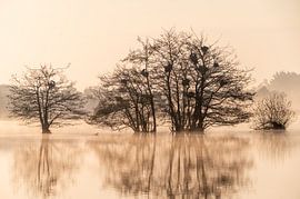 Cormorans nicheurs sur Marco Schep